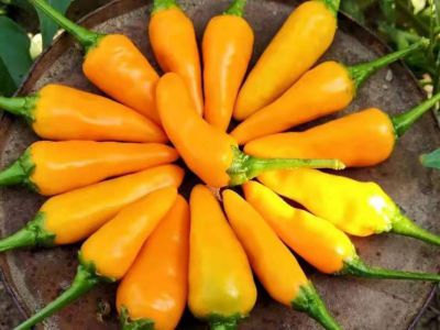 What are the hottest chilli?